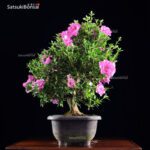 Azalea Satsuki Var. SAYO-NO-MAI  VENDUTO - immagine 2