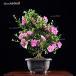 Azalea Satsuki Var. SAYO-NO-MAI  VENDUTO - immagine 4