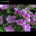 Azalea Satsuki SUZUKASE  VENDUTO - immagine 2