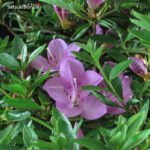 Azalea Satsuki SUZUKASE  VENDUTO - immagine 4