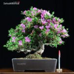 Azalea Satsuki SUZUKASE  VENDUTO