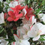 Azalea Satsuki MATSU KAGAMI  VENDUTO - immagine 2