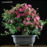 Azalea Satsuki Var. KOBAI VENDUTO