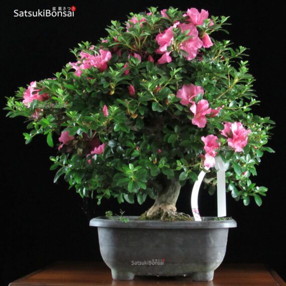 Azalea Satsuki Var. GYOTEN  VENDUTO