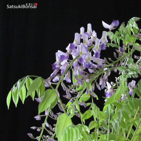 Glicine - Wisteria sinensis VENDUTO - immagine 8