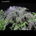 Glicine - Wisteria sinensis VENDUTO - immagine 9