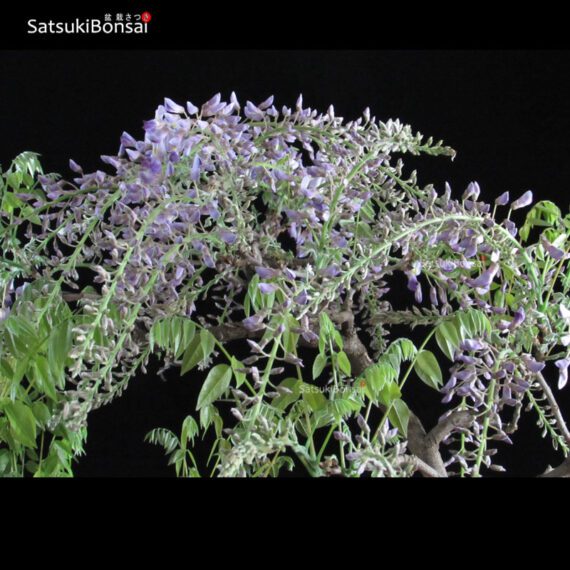 Glicine - Wisteria sinensis VENDUTO - immagine 9