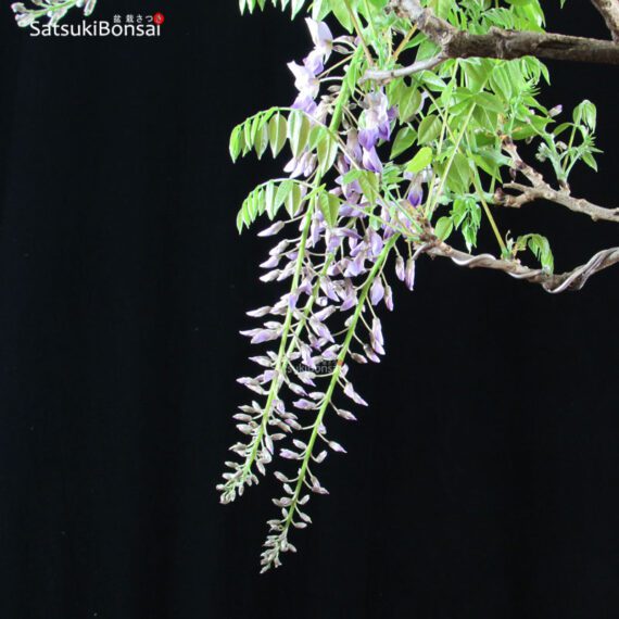 Glicine - Wisteria sinensis VENDUTO - immagine 10