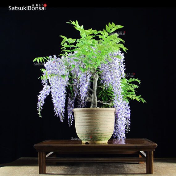 Glicine - Wisteria sinensis VENDUTO - immagine 2