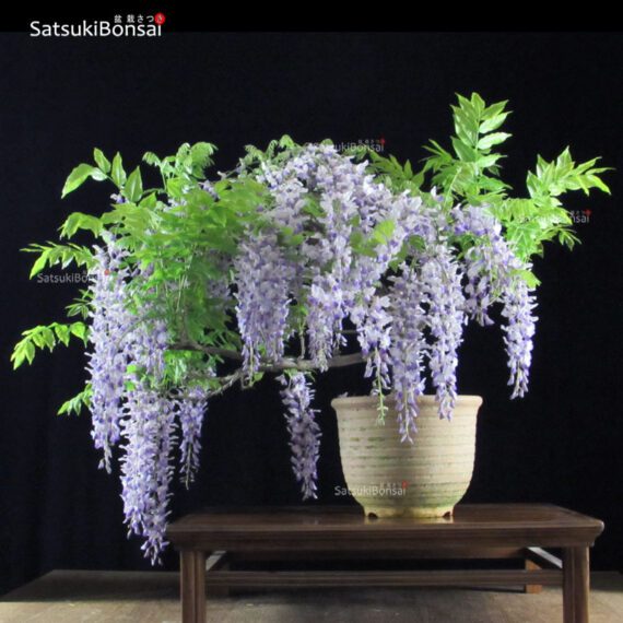 Glicine - Wisteria sinensis VENDUTO - immagine 3