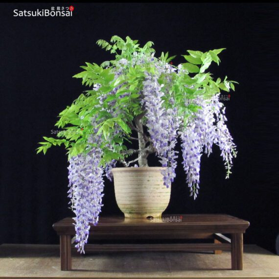 Glicine - Wisteria sinensis VENDUTO - immagine 4