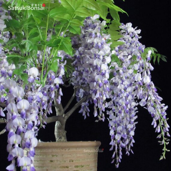 Glicine - Wisteria sinensis VENDUTO - immagine 5