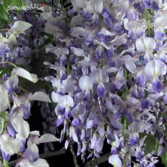 Glicine - Wisteria sinensis VENDUTO - immagine 7