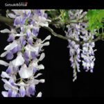 Glicine - Wisteria floribunda - immagine 7