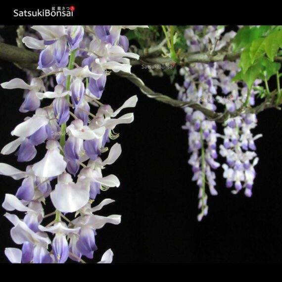 Glicine - Wisteria sinensis VENDUTO - immagine 6