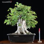 Acer Buergerianum  VENDUTO