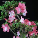 Azalea Satsuki SAKURA - immagine 6