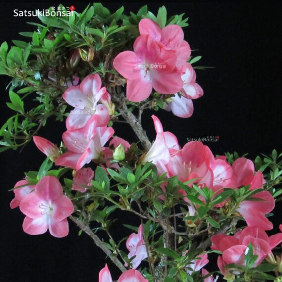 Azalea Satsuki SAKURA - immagine 6