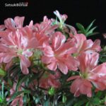 Talea di azalea Satsuki TATEYAMA NO MAI