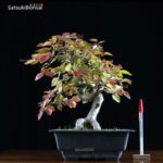 Carpinus Coreana VENDUTO