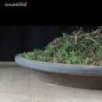 Pino Pentaphylla Goyomatsu VENDUTO - immagine 11