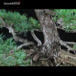 Pino Pentaphylla Goyomatsu VENDUTO - immagine 8