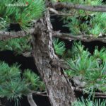 Pino Pentaphylla Goyomatsu VENDUTO - immagine 6