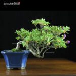 Azalea Kurume  VENDUTO - immagine 3