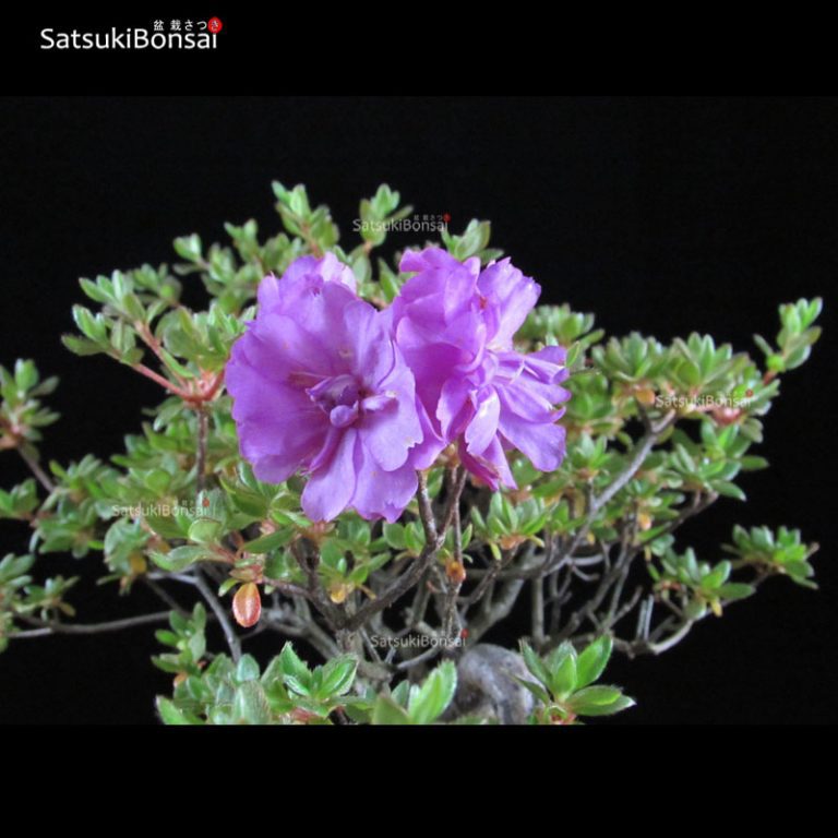 Azalea Kurume VENDUTO SatsukiBonsai