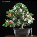 Azalea Satsuki Var. MATSU KAGAMI  VENDUTO