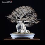 Acer Buergerianum VENDUTO - immagine 3