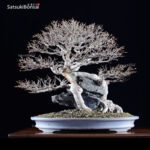 Acer Buergerianum VENDUTO - immagine 4