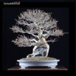 Acer Buergerianum VENDUTO - immagine 5