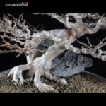 Acer Buergerianum VENDUTO - immagine 7