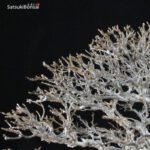 Acer Buergerianum VENDUTO - immagine 6