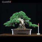 Juniperus Chinensis Itoigawa  VENDUTO