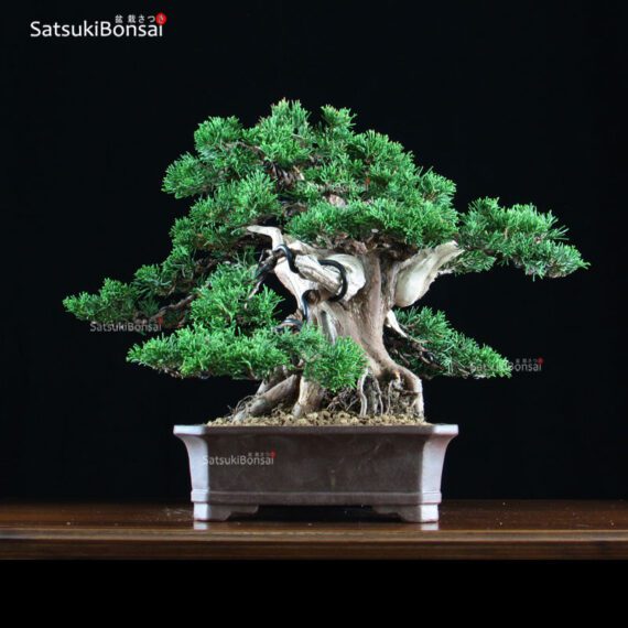 Juniperus Chinensis Itoigawa  VENDUTO - immagine 2