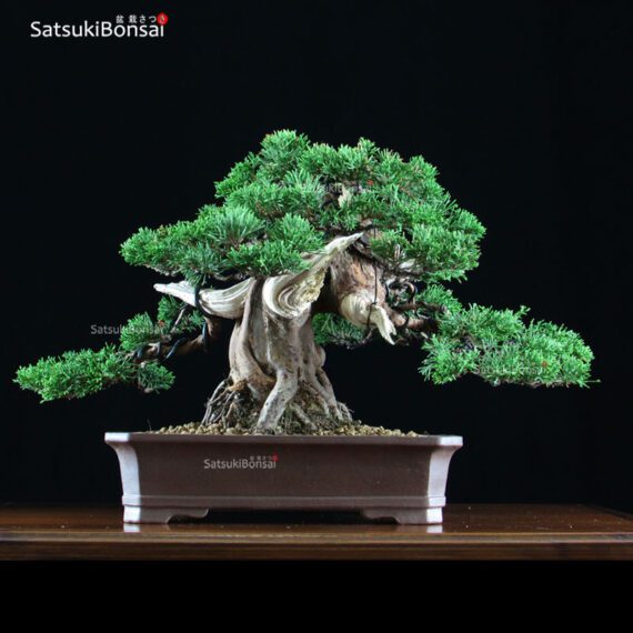 Juniperus Chinensis Itoigawa  VENDUTO - immagine 3