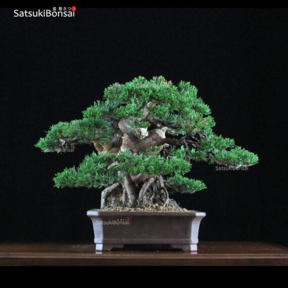 Juniperus Chinensis Itoigawa  VENDUTO - immagine 4