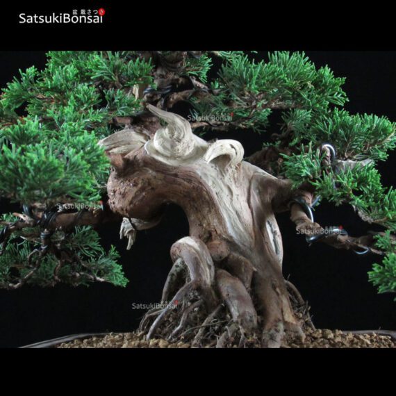 Juniperus Chinensis Itoigawa  VENDUTO - immagine 5