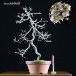 Fuji Sakura Ciliegio da fiore VENDUTO