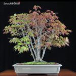 Acero Palmato Yamamomiji VENDUTO