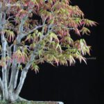 Acero Palmato Yamamomiji VENDUTO - immagine 2