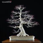 Acero Palmato Seigen VENDUTO - immagine 3