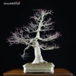 Acero Palmato Seigen VENDUTO - immagine 4