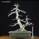 Acero Palmato Yamamomiji VENDUTO