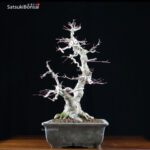 Acero Palmato Yamamomiji VENDUTO - immagine 2