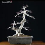 Acero Palmato Yamamomiji VENDUTO - immagine 3