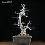 Acero Palmato Yamamomiji VENDUTO - immagine 4