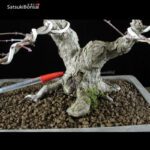 Acero Palmato Yamamomiji VENDUTO - immagine 5